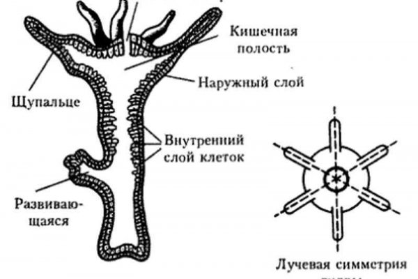 Блэкспрут ссылка тор